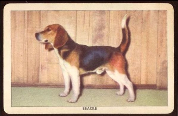 50QSPD Beagle
